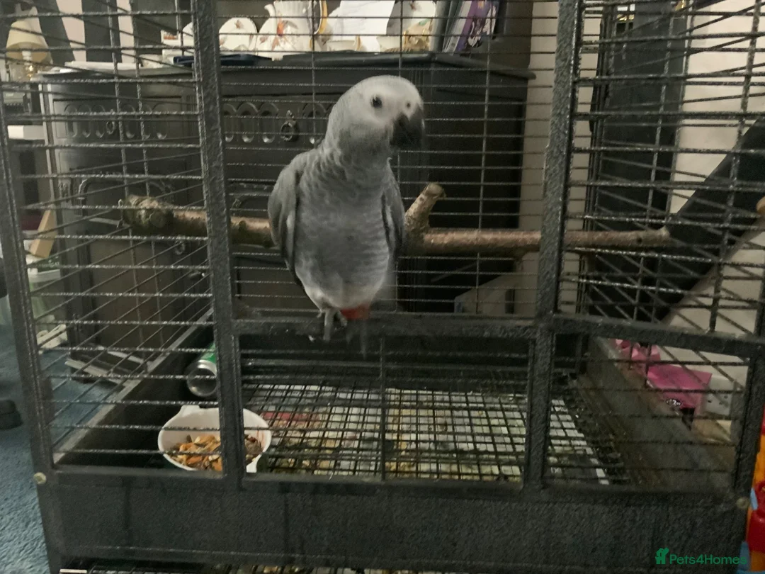 Parrots birds for sale: BABY GONGO AFRICAN GREY  - Advert 4