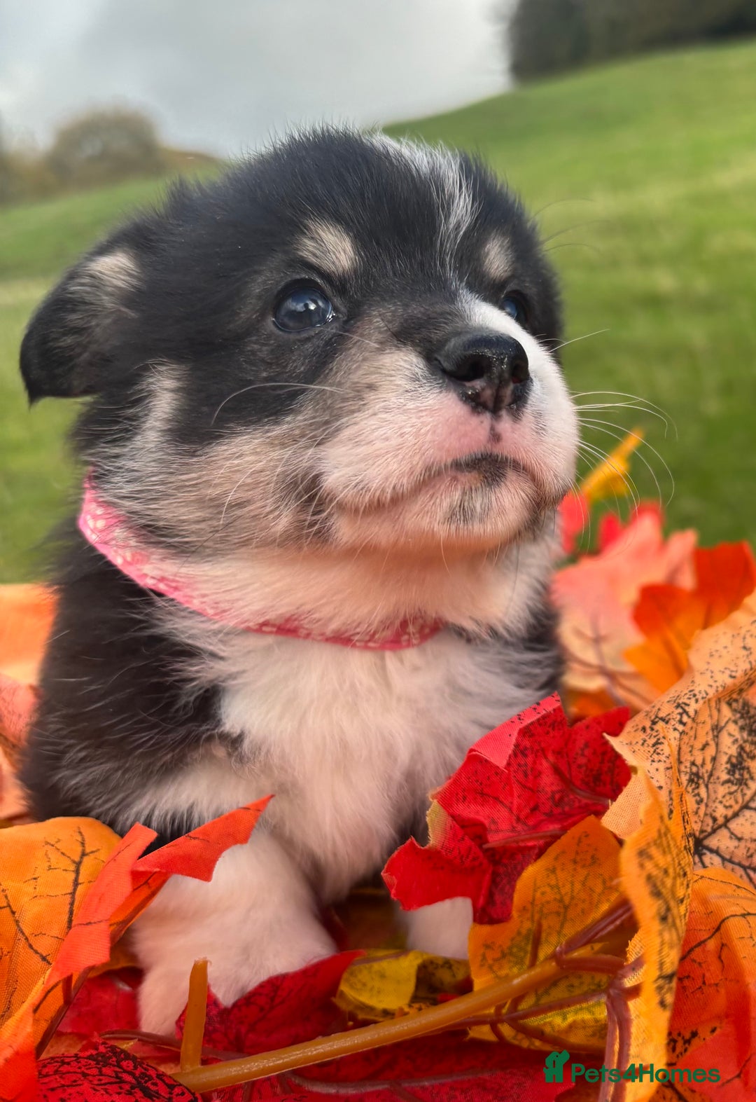 Welsh Corgi Pembroke dogs for sale: Champion Show quality stunning Corgi Puppies - Image 19