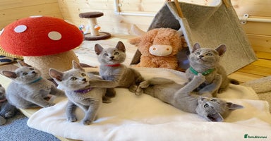 Russian Blue cats - Advert 3