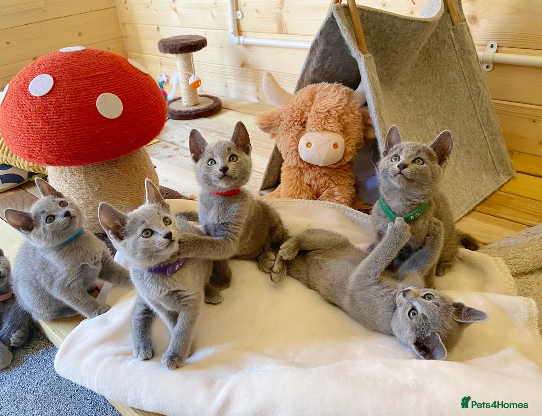 Russian Blue cats for sale: Russian Blue Kittens – Full Pedigree, TICA Parents - Image 1