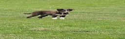 Border Collie dogs for sale: Kip red and white registered dog - Advert 1