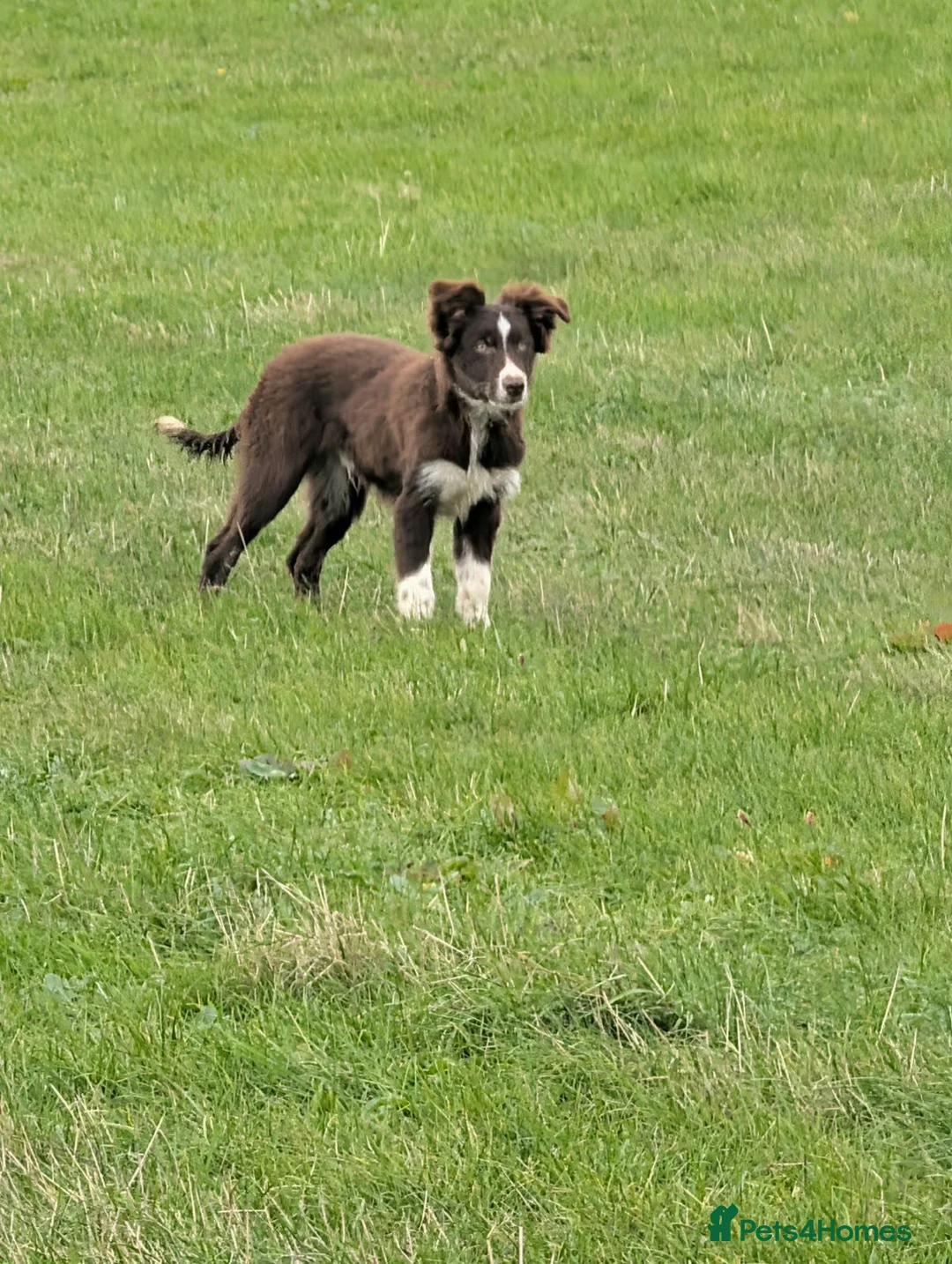 Border Collie dogs for sale: Kip red and white registered dog - Advert 1