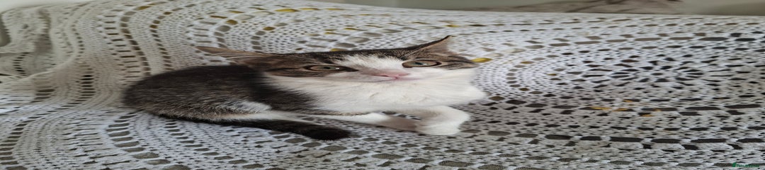 Domestic Shorthair Kitten 5