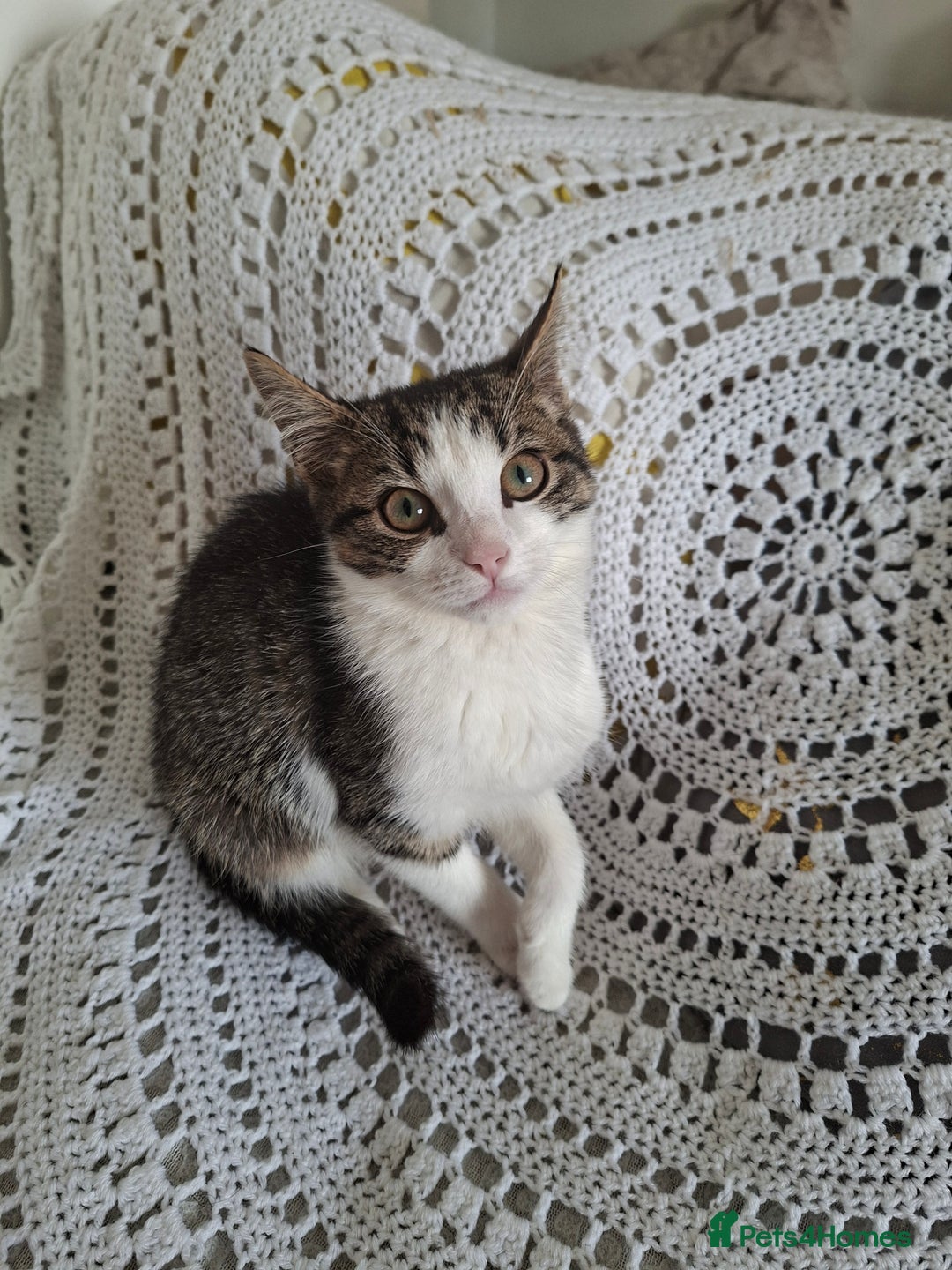 British Shorthair cats for sale: domestic kittens to sale - Image 10