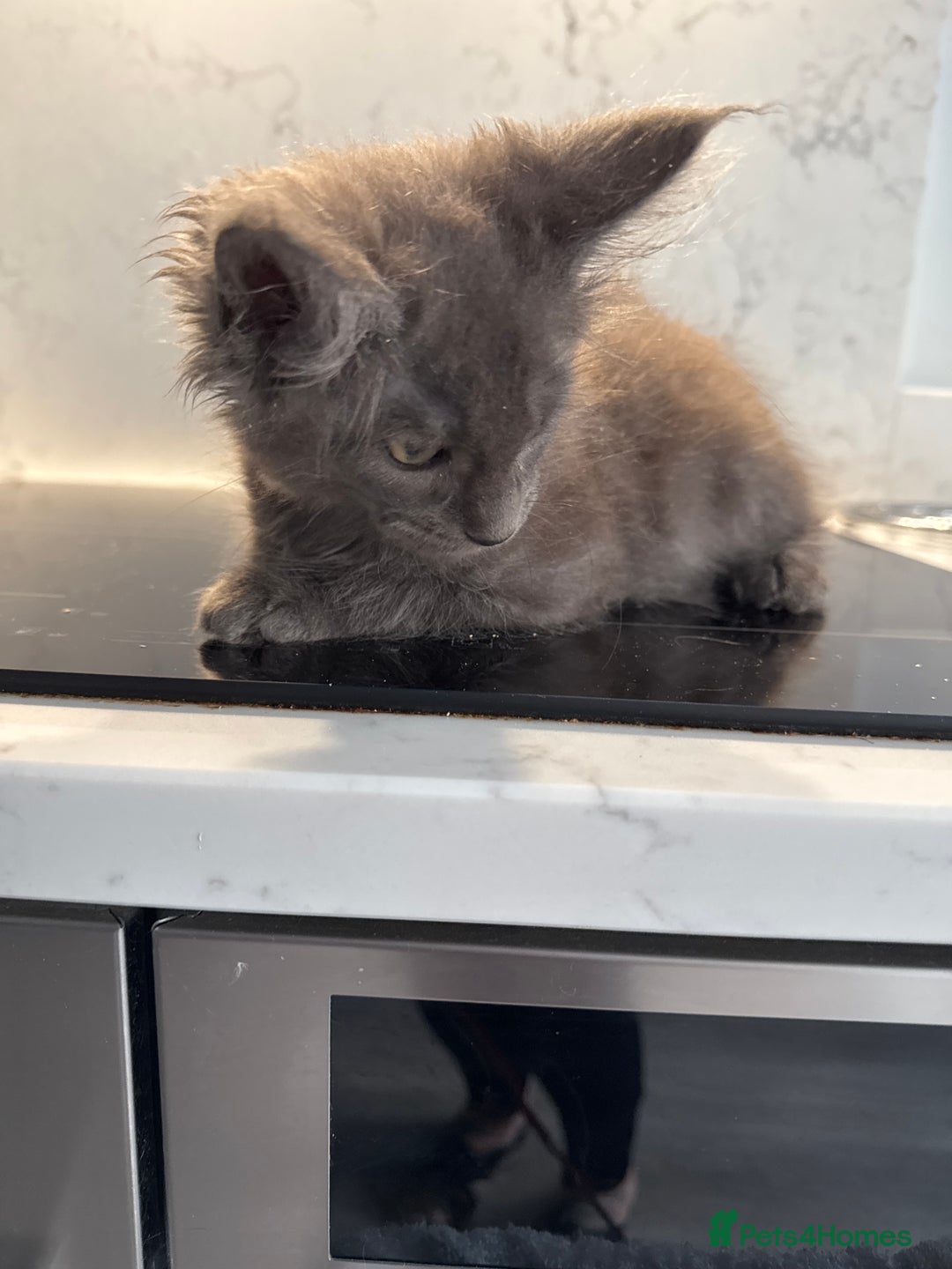 Maine Coon cats for sale: GCCF Registered Kittens. Beautiful lively kittens  - Image 10