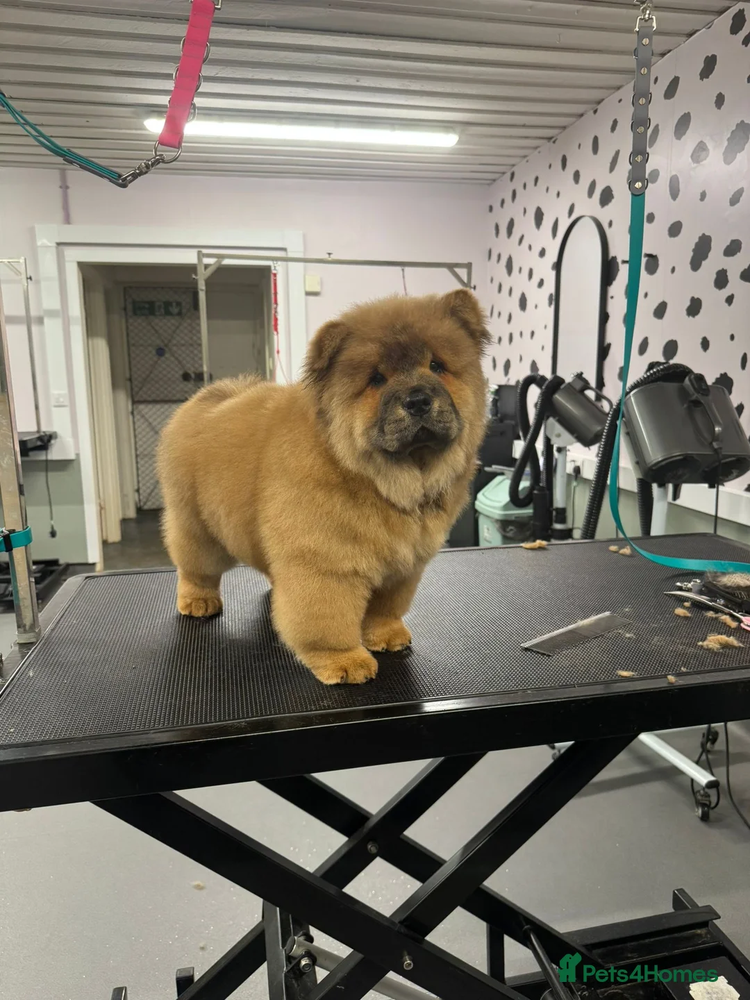 Chow Chow dogs for sale: Beautiful chow chow puppies  - Advert 7