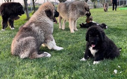 Caucasian Shepherd Dog dogs for sale: 🧸Caucasian Shepherd Puppies Ready Now! 🧸 - Image 8
