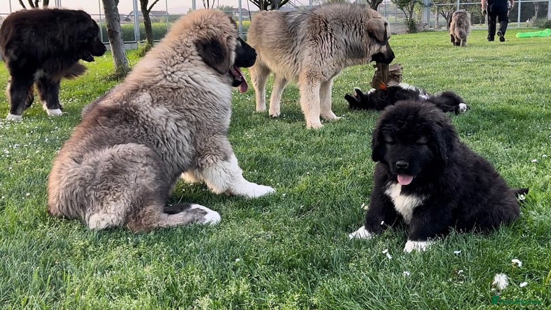 Caucasian Shepherd Dog dogs for sale: 🧸Caucasian Shepherd Puppies Ready Now! 🧸 - Image 8
