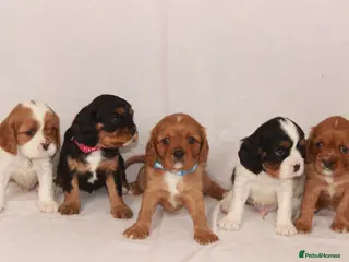 Cavalier King Charles Spaniel dogs 2 puppies and 10 month old available now :) - Advert 4
