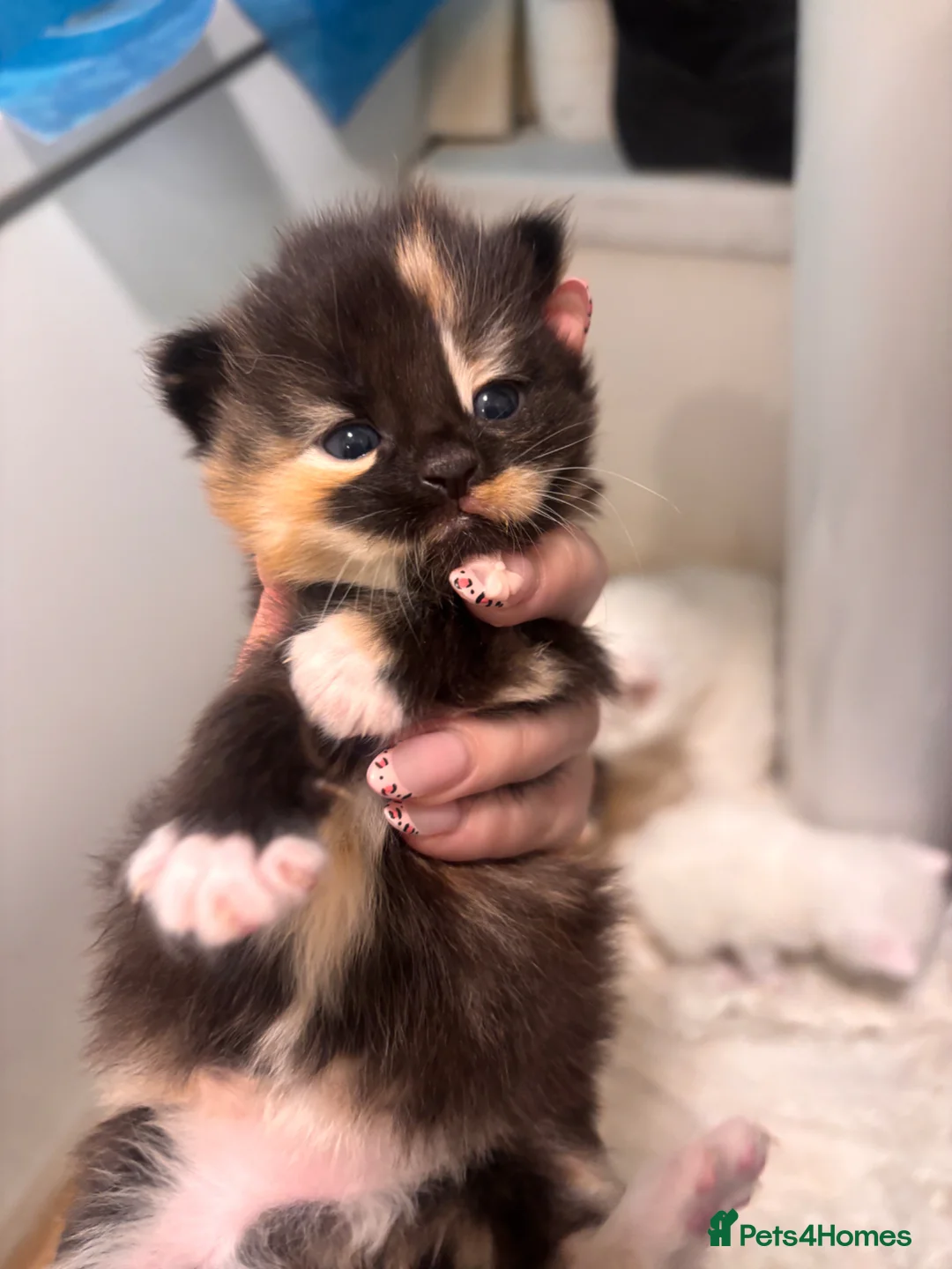 Turkish Angora cats for sale: Fluffy  Kittens Looking for Their Forever Homes  - Advert 21