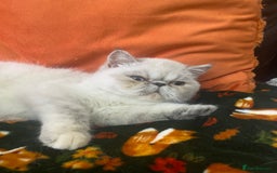 Exotic cats for sale: EXCEPTIONAL GCCF PERSIAN EXOTIC  - Image 2