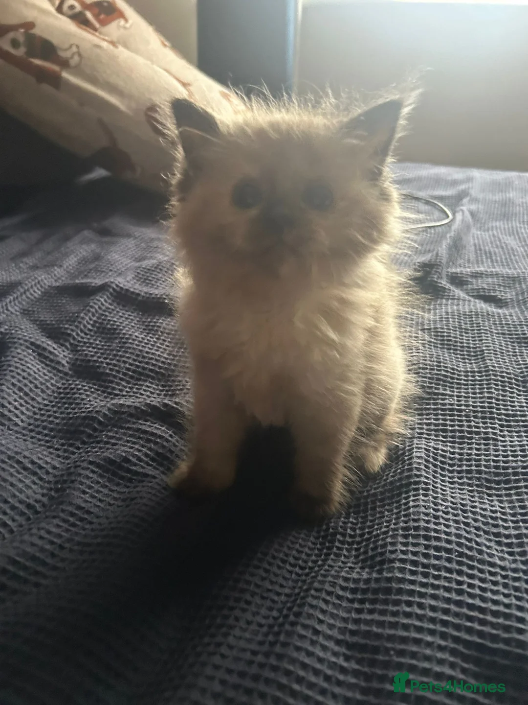 Mixed Breed cats for sale: Kittens for sale  - Advert 3