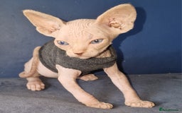Sphynx cats for sale: Gorgeous Canadian Sphynx kittens - Image 2