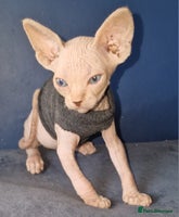 Sphynx cats - Advert 3