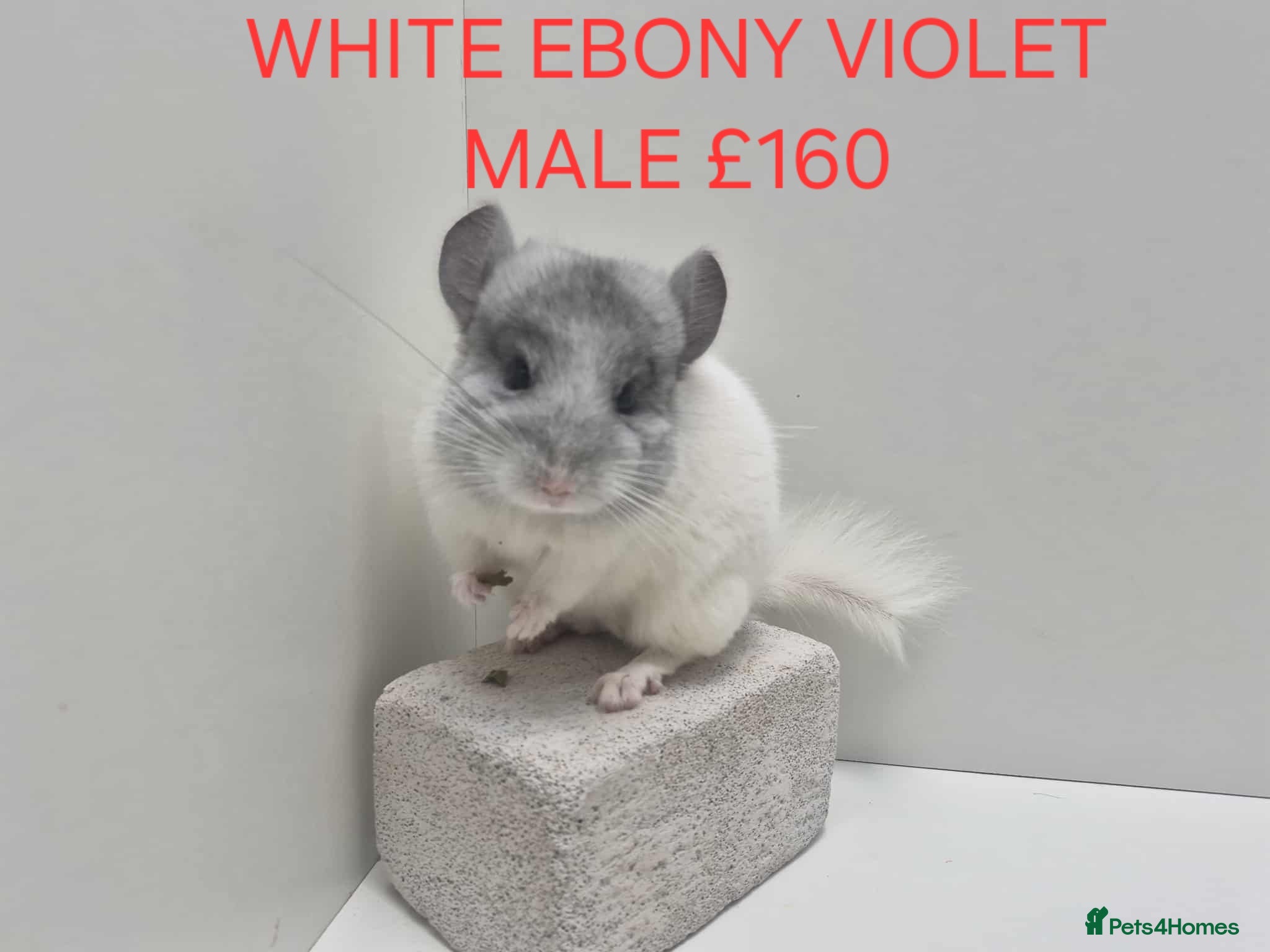 Chinchilla rodents STUNNING BABIES CHINCHILLA MIX COLOURS AND GENDER  - Advert 13