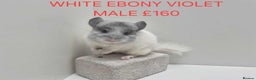 Chinchilla rodents for sale: STUNNING BABIES CHINCHILLA MIX COLOURS AND GENDER  - Advert 1