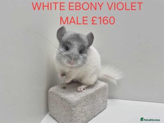 Chinchilla rodents STUNNING BABIES CHINCHILLA MIX COLOURS AND GENDER - Advert 2