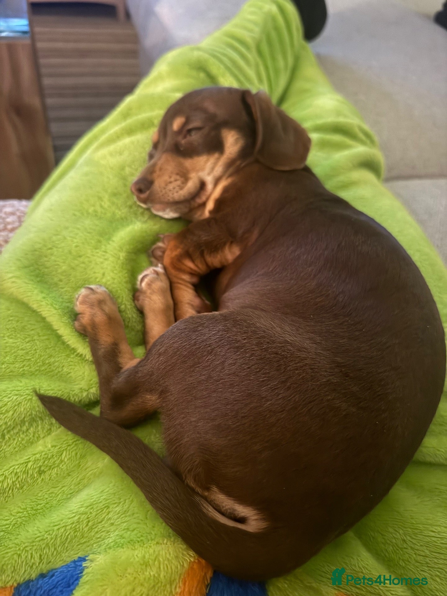 Chiweenie dogs Dachshund For Sale - Advert 7