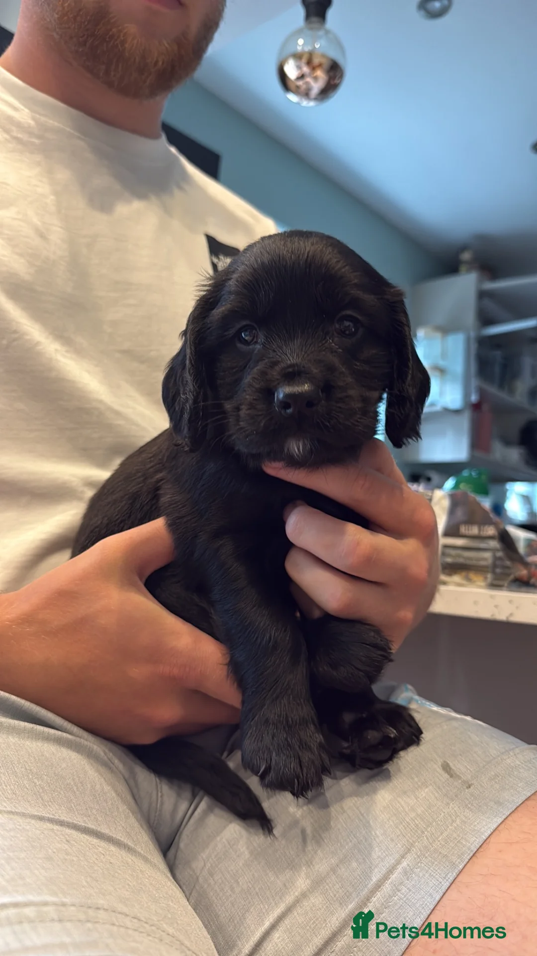 Cocker Spaniel dogs for sale: Cocker Spaniel Puppies - working type - Advert 1