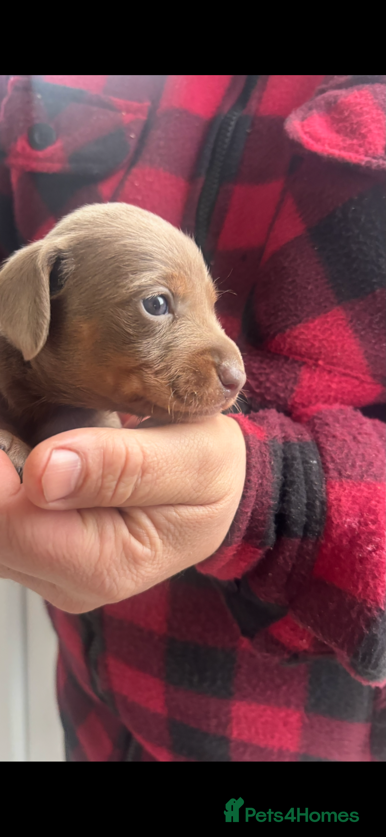 Miniature Dachshund dogs Miniature dashound puppy’s  - Advert 4