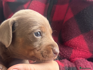 Miniature Dachshund dogs Miniature dashound puppy’s - Advert 4