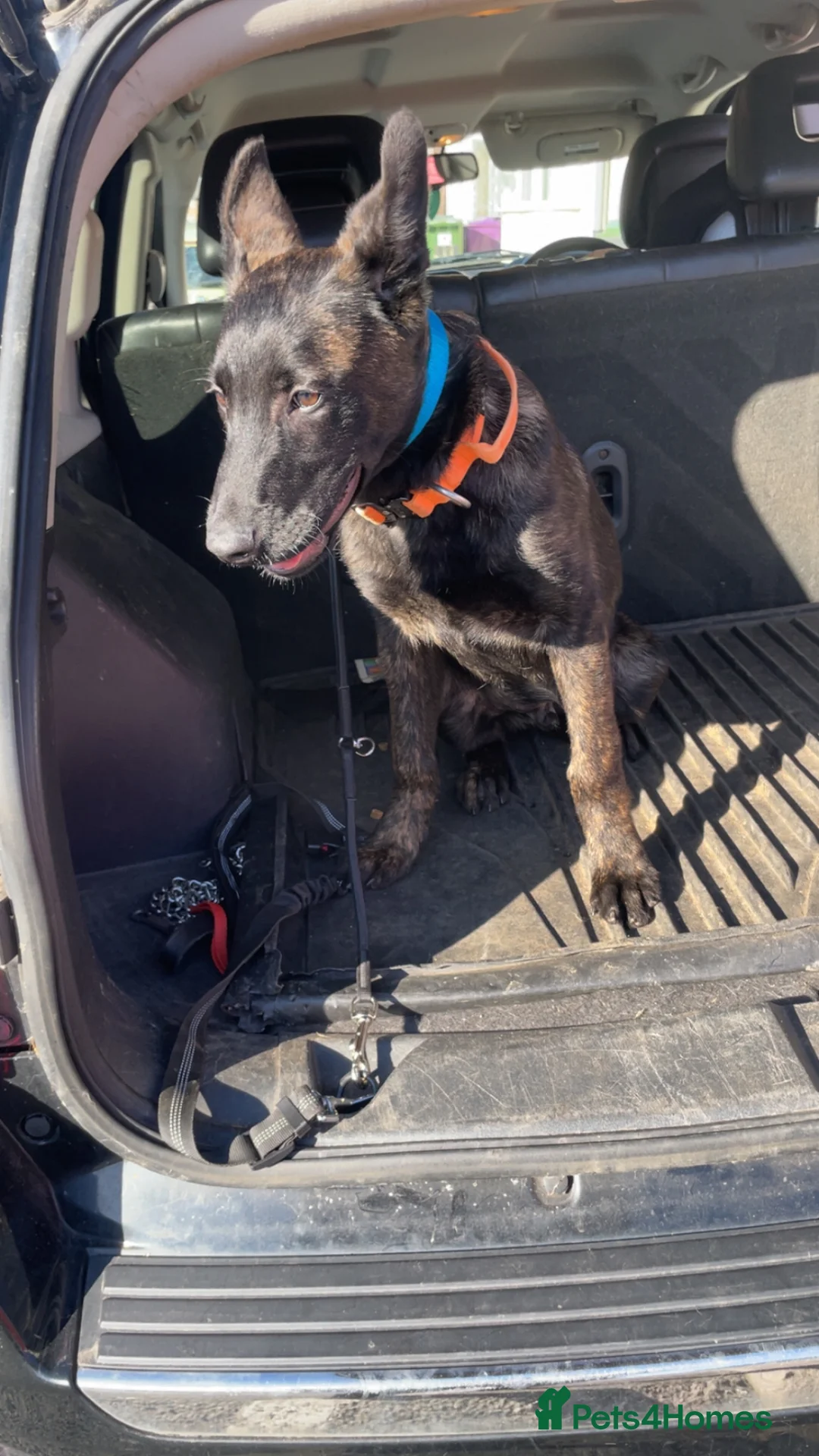 Belgian Shepherd Dog dogs for sale: Dutch Shepherd Puppy Male  - Advert 1