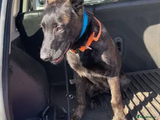 Belgian Shepherd Dog dogs Dutch Shepherd Puppy Male - Advert 2