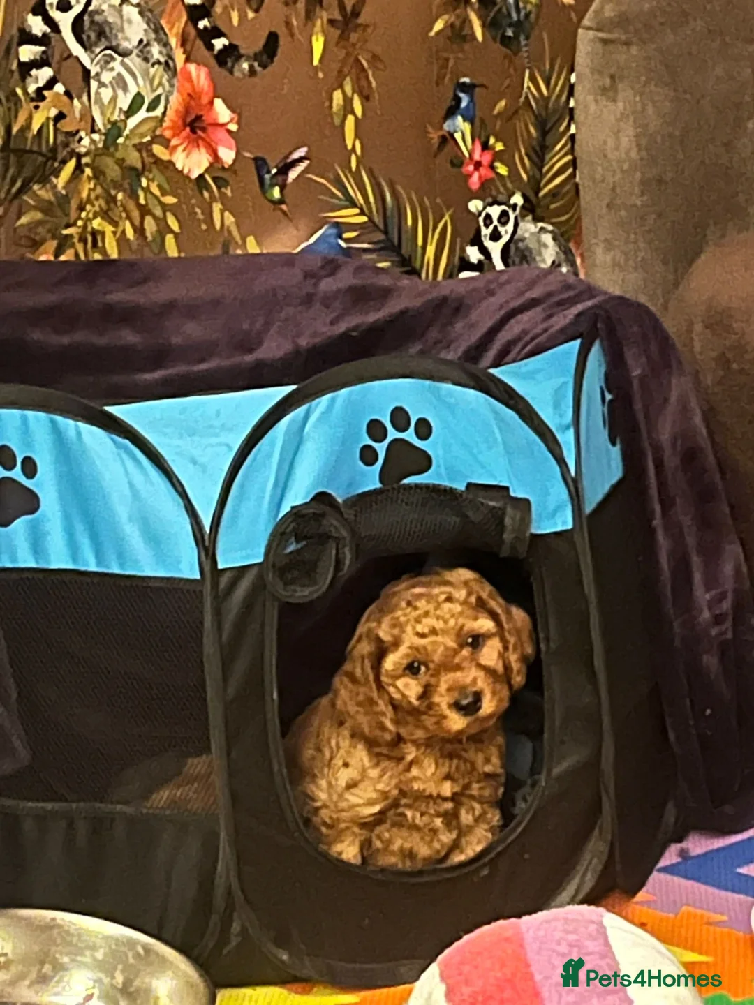 Toy Poodle dogs for stud: Beautiful Red Toy Poodle for Stud in Motherwell - Advert 14