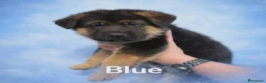 German Shepherd Puppy blue