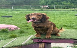 Cockapoo dogs for sale: Cockapoo for sale  - Image 3