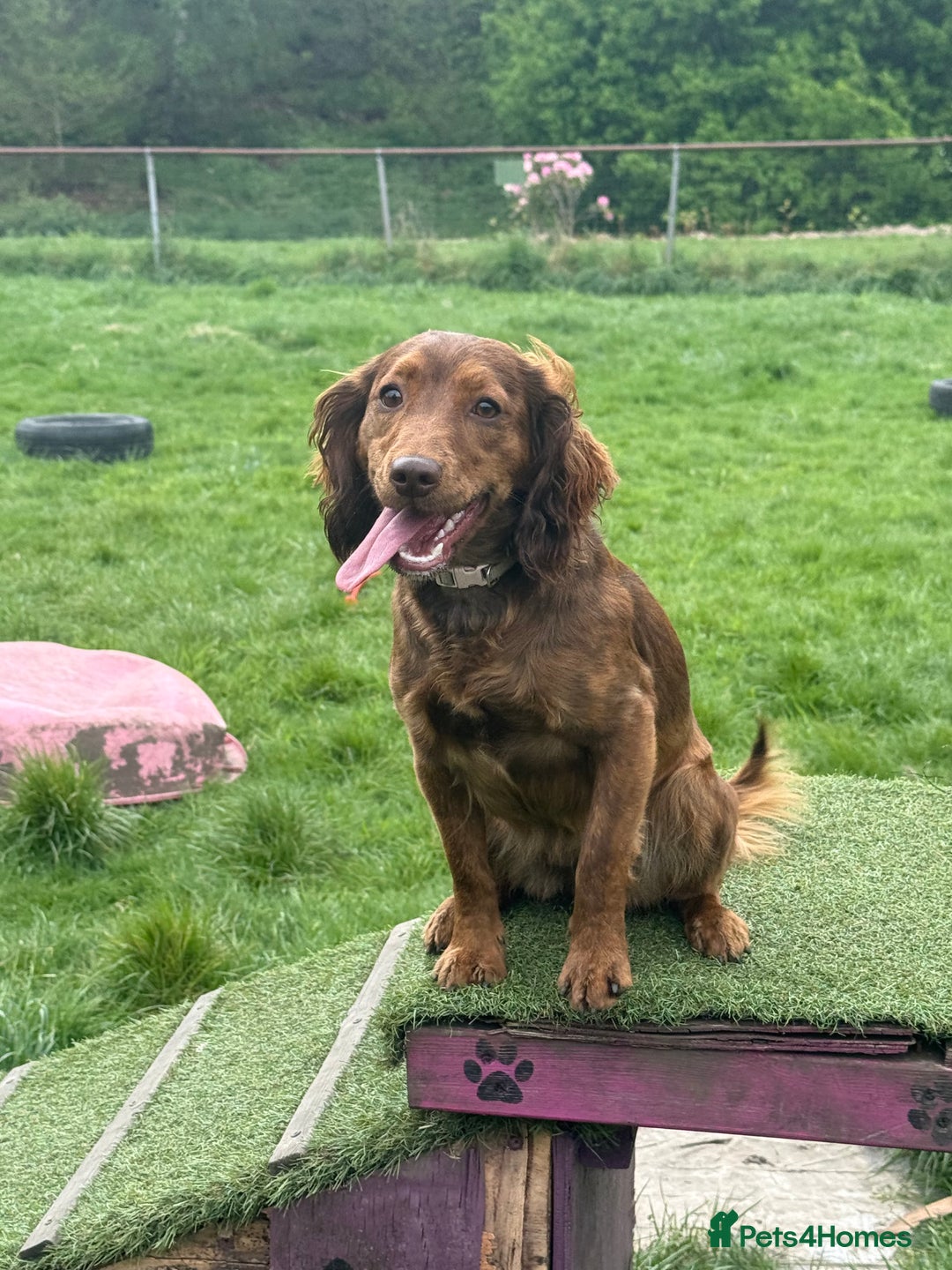 Cockapoo dogs for sale: Cockapoo for sale  - Image 3