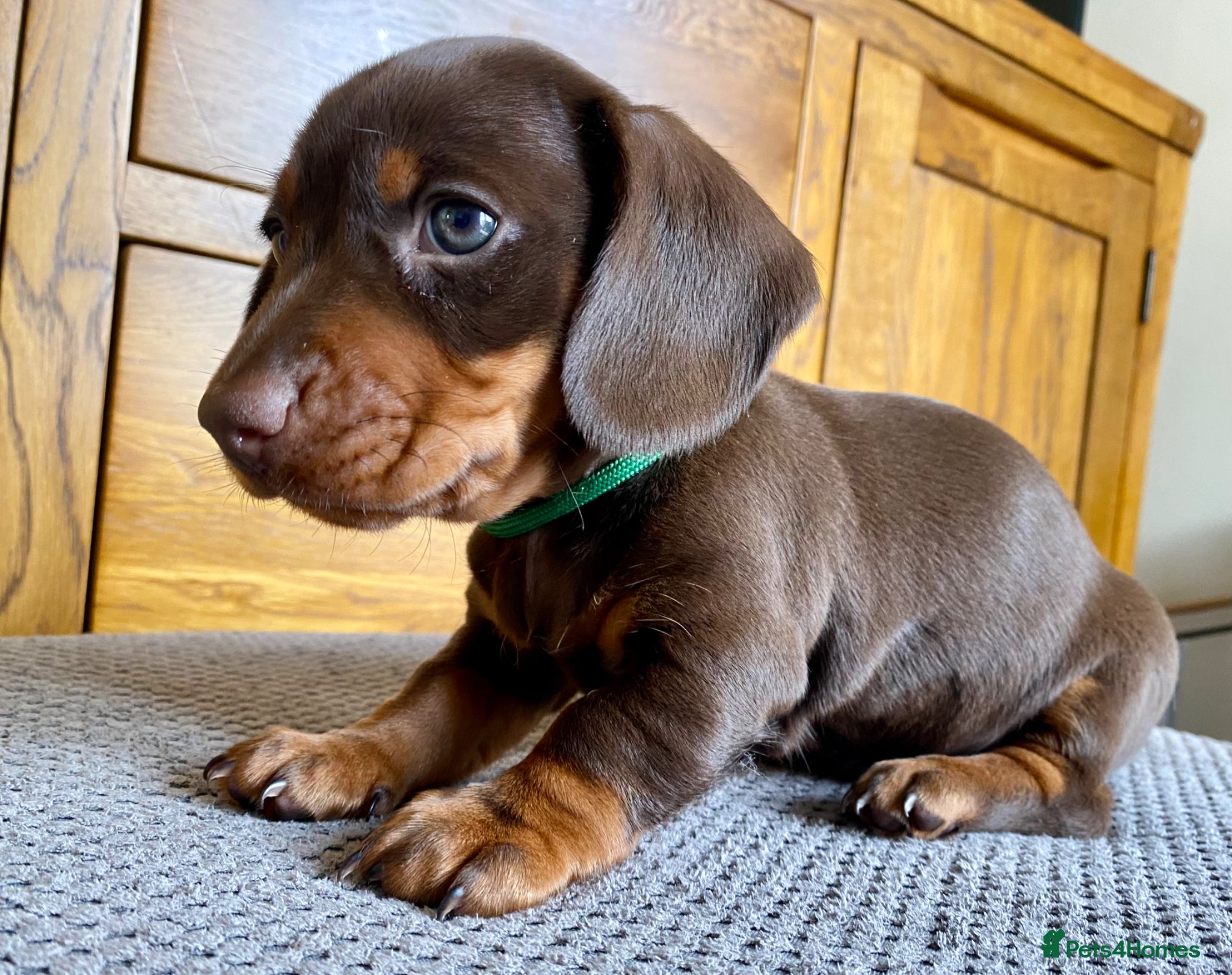 Miniature Dachshund dogs 🐶 last 2 Males Awaiting to be Chosen 🐶 - Advert 1