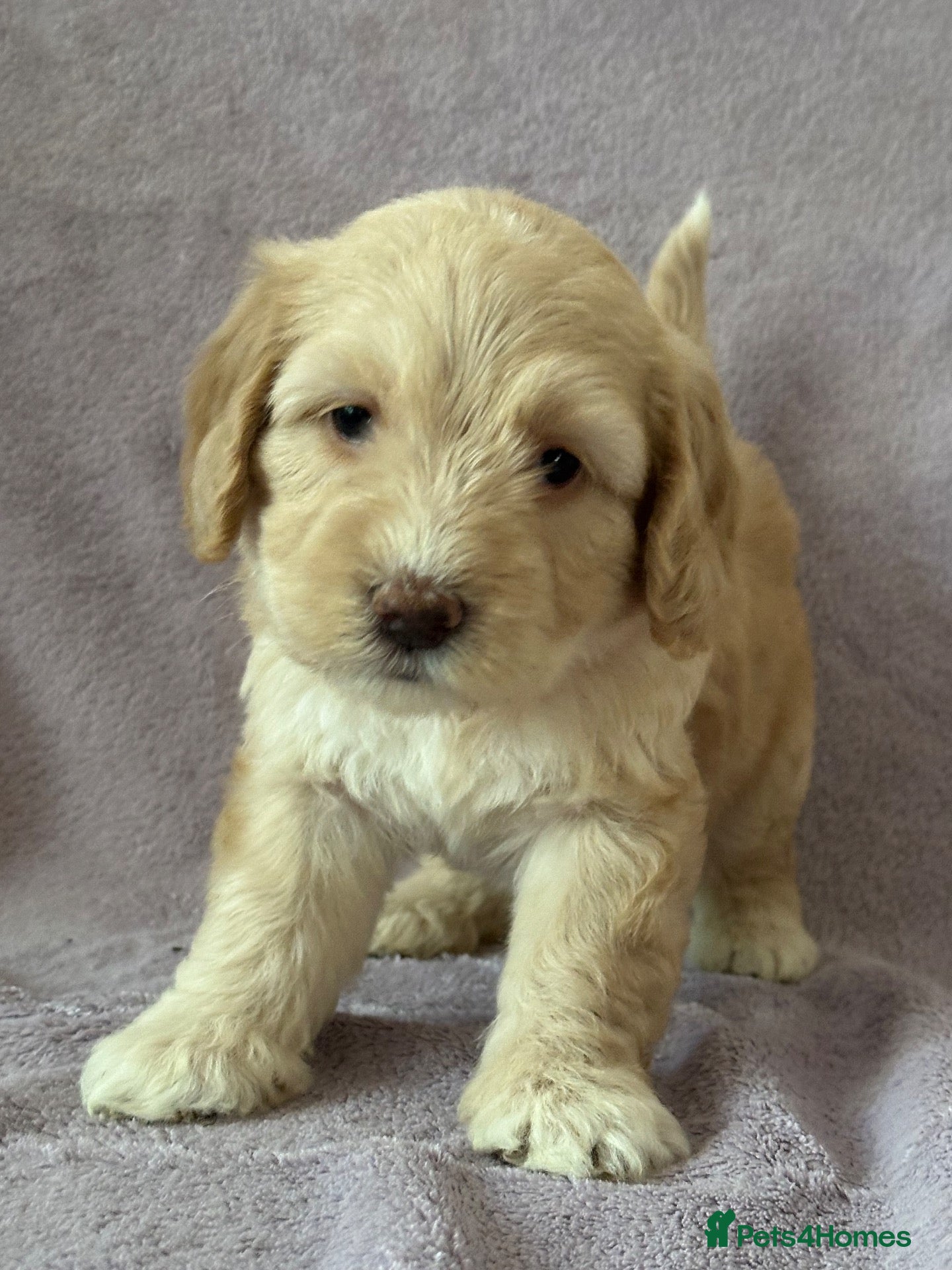 Mixed Breed dogs Unique sheepadoodle mix  - Advert 11