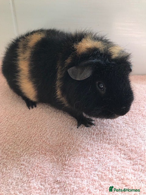 Guinea Pig rodents Pet Pigs, Boars and a Sow - Advert 4