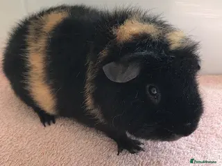 Guinea Pig rodents Pet Pigs, Boars and a Sow - Advert 4