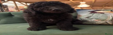 Bernedoodle 1