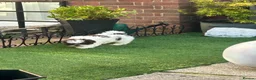 Shih Tzu dogs for sale: Molly Moo Moo - Advert 12