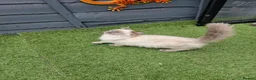 Ragdoll cats for sale: GCCF Registered Ragdoll Kittens  - Advert 8