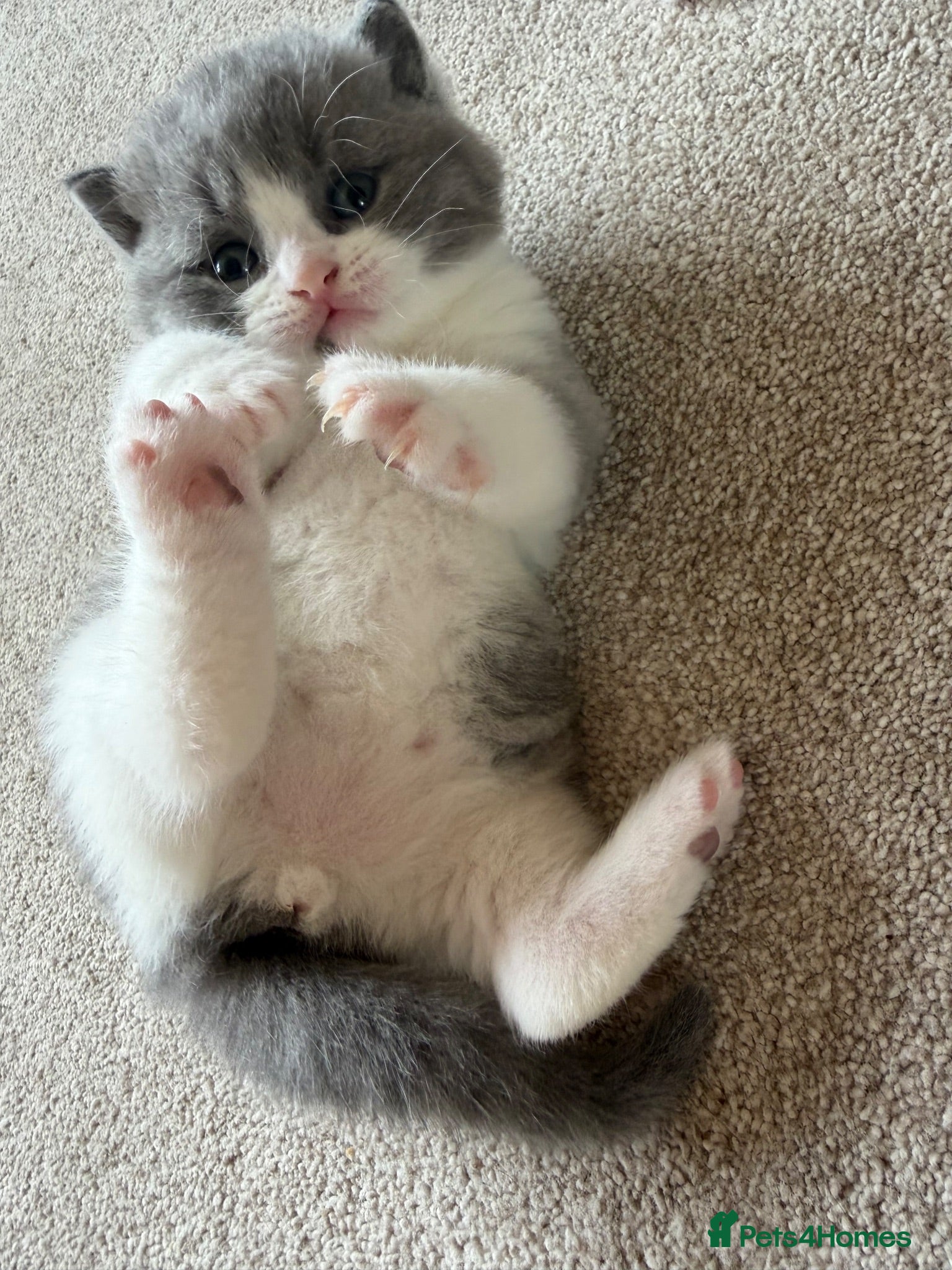 British Shorthair cats BSH Blue & White Boys , Lilac & White Girl - Advert 1