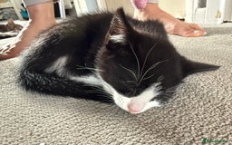 Domestic Shorthair cats for sale: Two kittens ready to leave for their forever home  - Image 7
