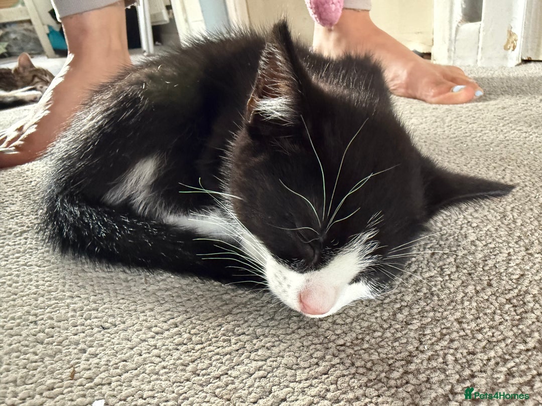 Domestic Shorthair cats for sale: Two kittens ready to leave for their forever home  - Image 7