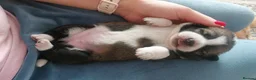 Mixed Breed dogs for sale: 4 Adorable Puppies for Sale – 3 Girls & 1 Boy - Advert 7