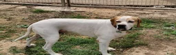 Pointer dogs for adoption: Jojo - English Pointer boy  - Advert 5