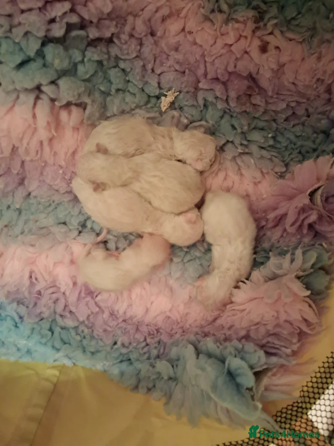 Ragdoll cats for sale: Four Beautiful Ragdoll kittens  - Advert 2