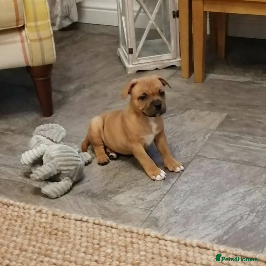Staffordshire Bull Terrier dogs for stud: 🥨CHIEF CHAMPION SIRED. 🥨🏆  in Rochdale - Advert 27