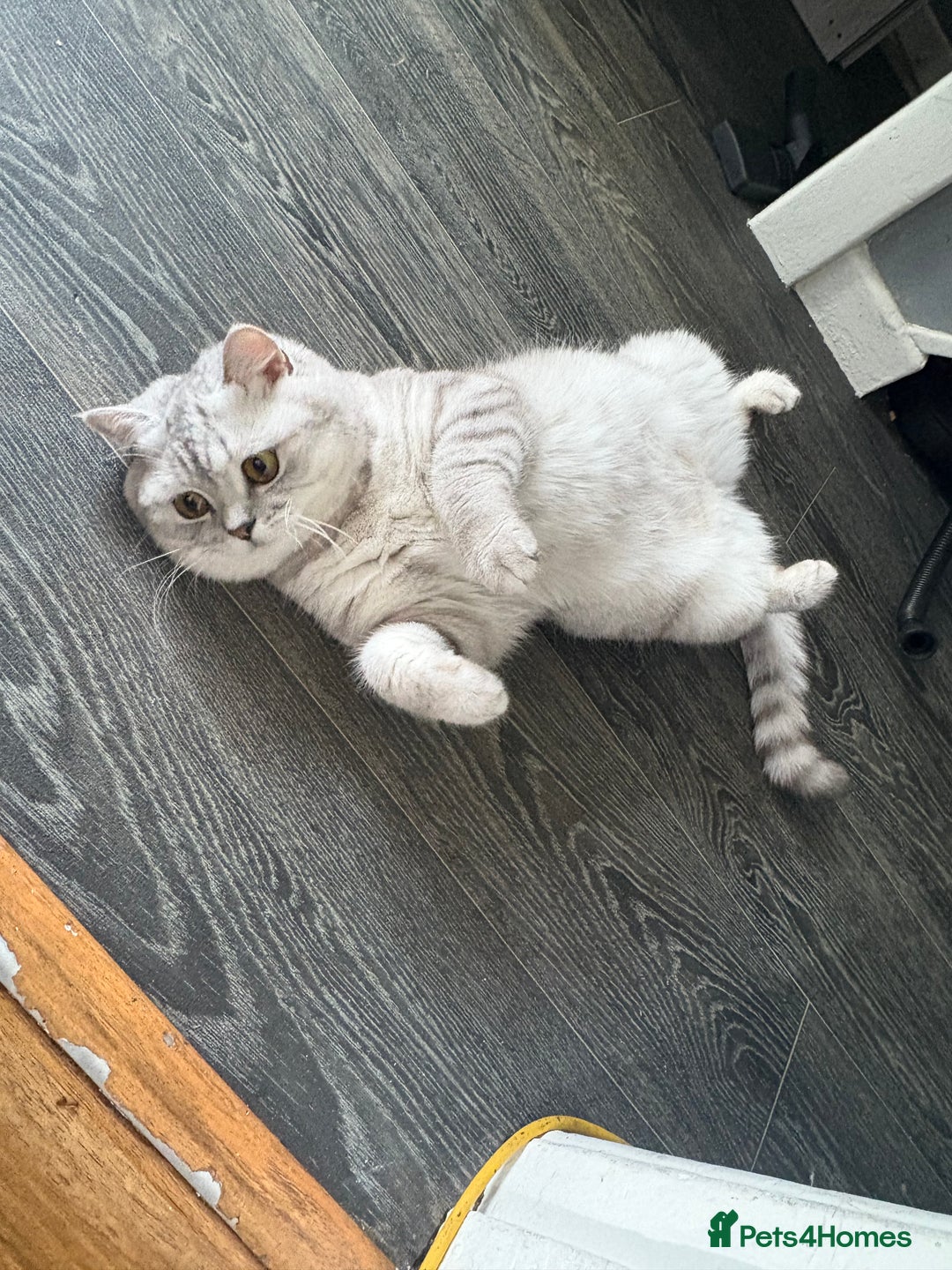 British Shorthair cats for sale: Beautiful bsh kitten, last one left!  - Advert 16