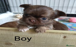 Chihuahua dogs for sale: Only one beautiful boy left,he's totally stunning  - Image 10