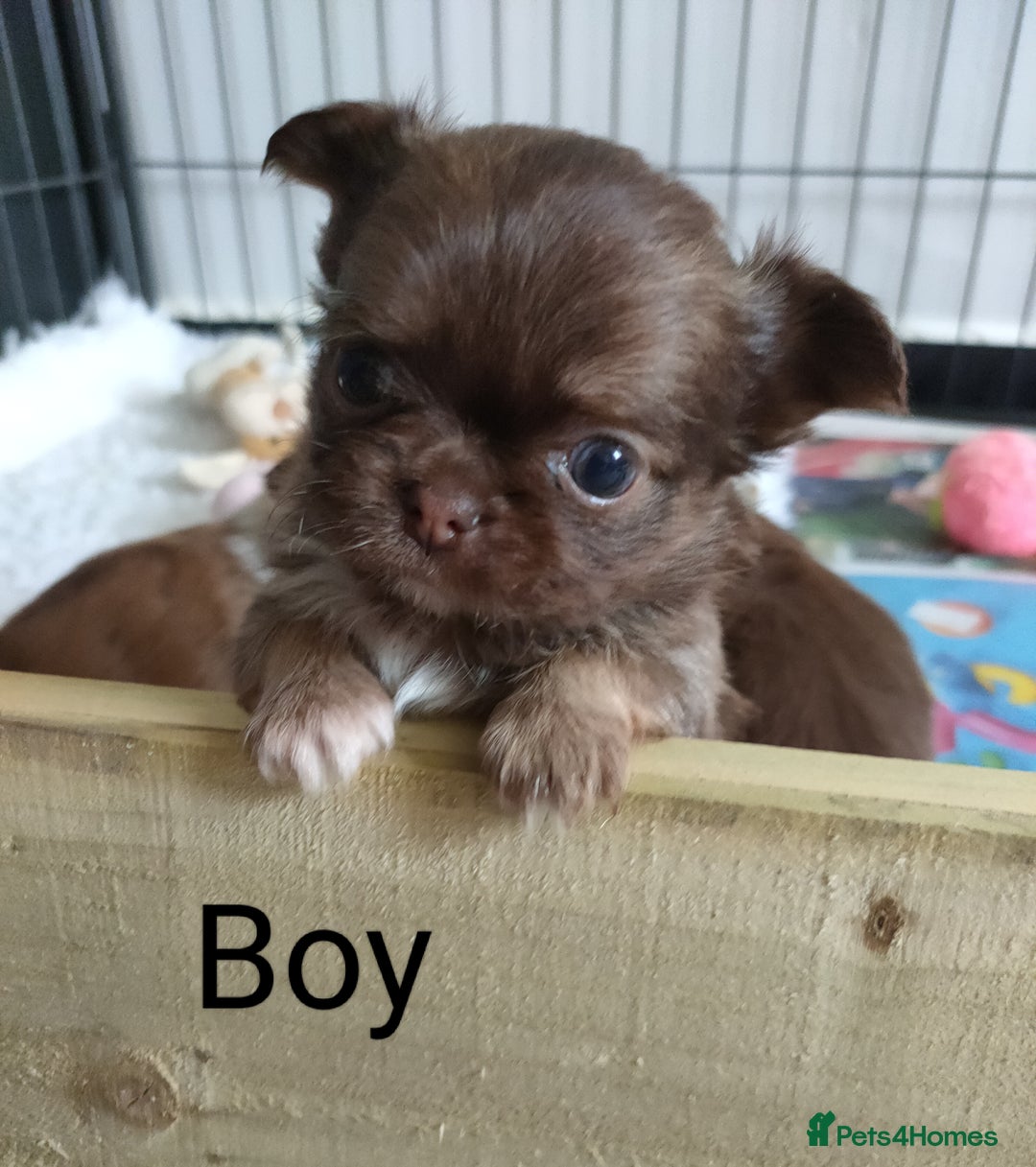 Chihuahua dogs for sale: Only one beautiful boy left,he's totally stunning  - Image 10