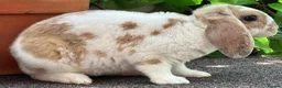 Mini Lop rabbits for sale: Mini Plush Lop - Hypoallergenic Fur. - Advert 9