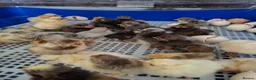 Chickens poultry for sale: Chick available. Polish, pekin,Wyandotte bantams  - Advert 2